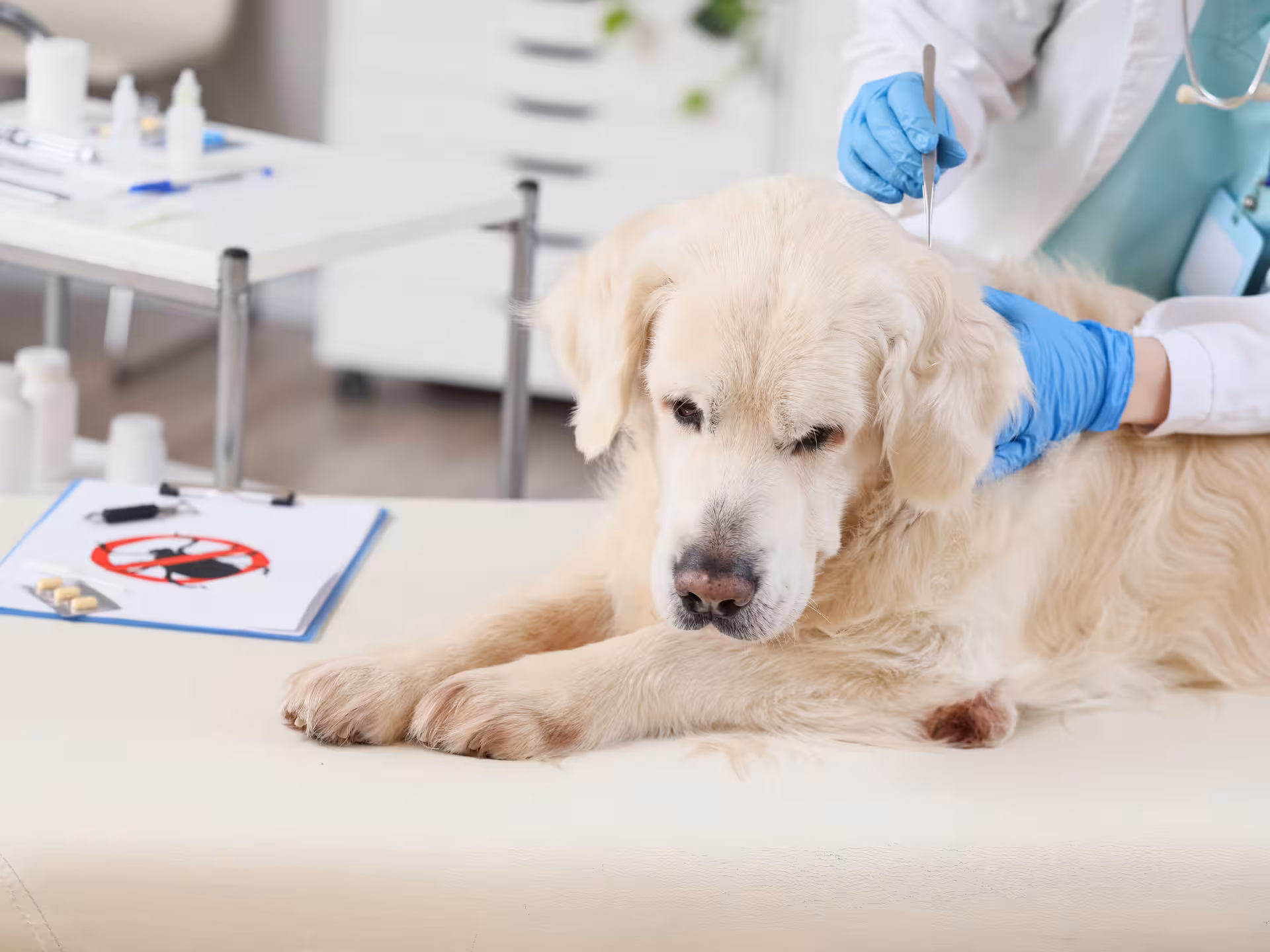 Veterinary Clinic and Animal Hospital Accounting SiamAccount